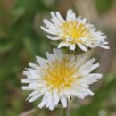 야생화편지 이미지