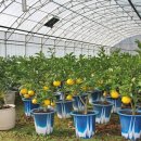 백년양계장 이미지