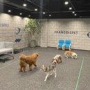 프랑소와펫 아카데미 이미지