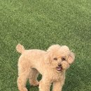 퍼피그램 이미지