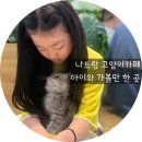 고양이 행복구역 | 아이랑 나트랑 여행기:아이랑 실내 가볼만한곳 '나트랑고양이 카페' 후기