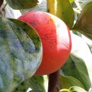 김성환 농장 이미지