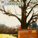 운곡리 | &#34;경남에도 나홀로 은행나무 있어요&#34; 800년 함양 운곡리 은행나무