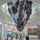 완주책박물관 | [국립산악박물관 속초시립박물관] 클라이밍 체험, 발해 역사_ 초등 속초 여행 갈만한 곳 추천