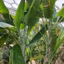 부천호수식물원 수피아 이미지