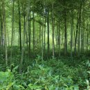 섬진강대나무숲길 이미지