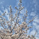 부산노인전문제2병원 | 벚꽃처럼 피어난 천국의 소망 : 부산노인전문제4병원