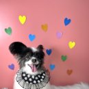 앙볼리펫살롱 이미지