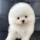 드림독 강아지분양 안심분양센터 김포점 이미지