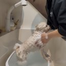 플러스애견미용실 | 우리 댕댕이 피부에 순함 가득💚 씨오포레 천연수제애견샴푸바 오트밀&amp;어성초 솔직후기🧼🫧