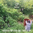 감나무 2차 농약하기 이미지