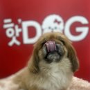 핫!Dog 이미지