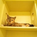 유니포리 이미지