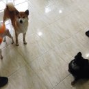 애니몰하우스 이미지