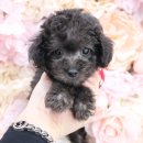 오독 강아지 안심분양센터 원주점 이미지