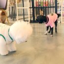 이상동물병원 이미지