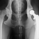 ABC 동물의료센터 이미지