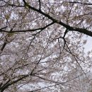 계양경기장-서운체육공원 | 인천 계양구) 계양경기장, 서운체육공원, 뚝방길 벚꽃 개화현황 (250413기준 벚꽃있음)