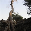 나무와 돌 이미지