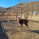광덕산사슴목장 | 천안 근교 [광덕사슴목장] 갬성 캠핑 🏕 천안 시내 25분거리에서 사슴만나기 + 장박도 추천