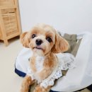 베이글펫 이미지