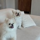 월월애견펜션 이미지