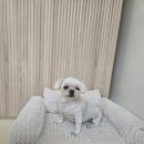 멍빨털빨 이미지