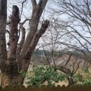 초연식당 이미지