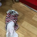 나밍밍 강아지네 이미지