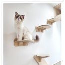 아이조아 캣파크 서울점 이미지