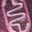 바이오소프트 이미지