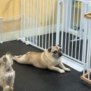 멍스가든 이미지