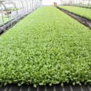 김기철 농장 이미지