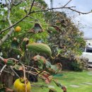 한담 낭뜰 이미지