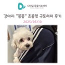 봄봄동물병원 | 철산 동물병원) 강아지 &#34;봄봄&#34; 초콜릿 중독 응급 구토처치 후기