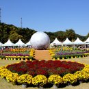 전남 장성 황룡강변의 가을꽃 축제 이미지