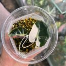 하소로 | 제주도 [서귀포 하소로카페]