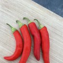 태양초 고추기름 이미지