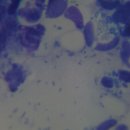 24시 이오동물병원 이미지