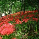 군산백산산악회 9월(125회)불갑산 꽃무릇 산행 이미지
