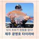 제주도 배낚시 추천 광명호 타이라바 후기! 참돔·옥돔·쏨뱅이 잡은 제주 이색 체험