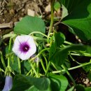 고구마 [Convolvulaceae (메꽃과) ＞ Ipomoea (고구마속) ＞ batatas (고구마)] 이미지