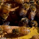 꿀벌박사 이미지