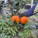 효돈비타민농장
