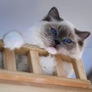 랙돌캐터리 알렉산더돌스 이미지