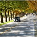 가로수길 이미지