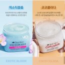슈가트리 이미지