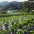 달빛영근 마을 네이버블로그