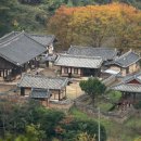 통학교~운곡마을~박곡마을 | [11월 초순] 은행나무 낙엽길에서 만나는 도동서원
