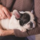 돼지개띠 이미지